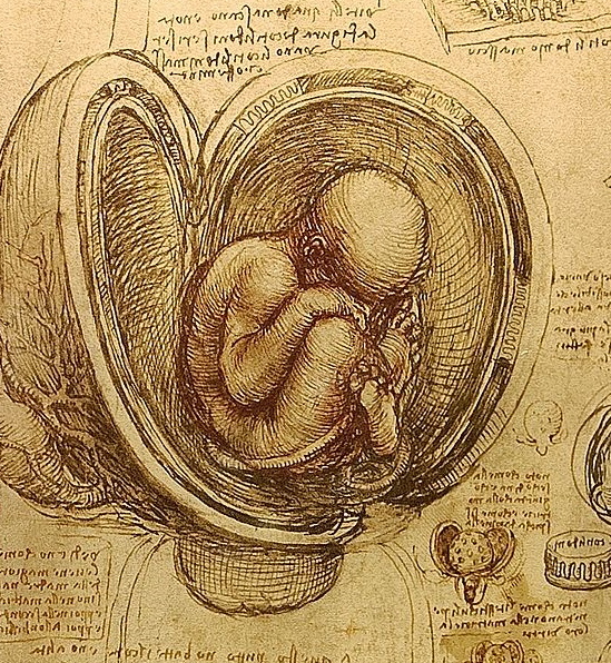 vinci-foetus.jpg